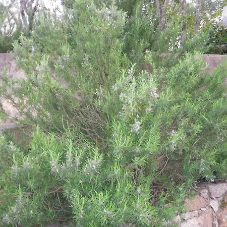 Ferienhaus 10 Casa Scaledda 3 Etoiles *