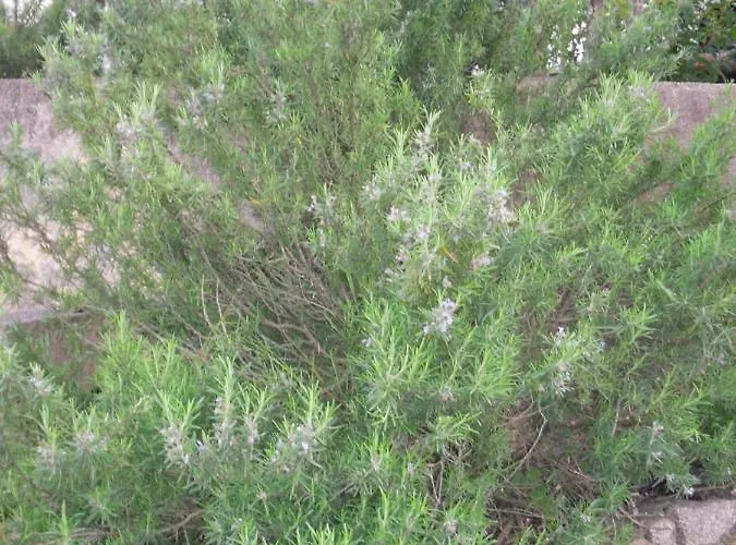 Holiday home 10 Casa Scaledda 3 Etoiles *